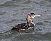 Picture/image of Yellow-billed Loon