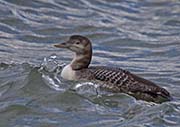Picture/image of Yellow-billed Loon