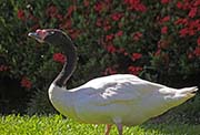 Picture/image of Black-necked Swan