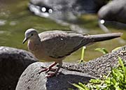 Picture/image of Spotted Dove