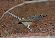 Picture/image of White-rumped Shama