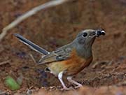 Picture/image of White-rumped Shama