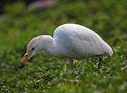 Picture/image of Cattle Egret