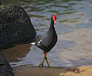 Picture/image of Hawaiian Moorhen