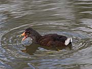 Picture/image of Hawaiian Moorhen