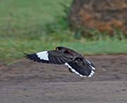 Picture/image of Common Myna