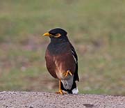 Picture/image of Common Myna