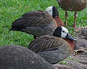 Picture/image of White-faced Whistling Duck