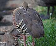 Picture/image of Plumed Whistling Duck