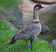 Picture/image of Nene