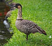 Picture/image of Nene