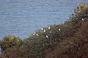 Picture/image of Red-footed Booby