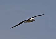 Picture/image of Laysan Albatross