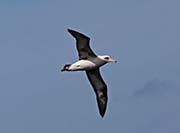 Picture/image of Laysan Albatross