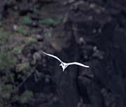 Picture/image of White-tailed Tropicbird