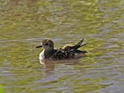 Picture/image of Pacific Golden Plover