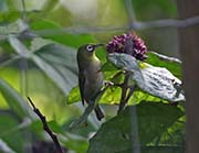 Picture/image of Japanese White-eye
