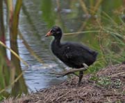 Picture/image of Hawaiian Moorhen