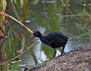 Picture/image of Hawaiian Moorhen