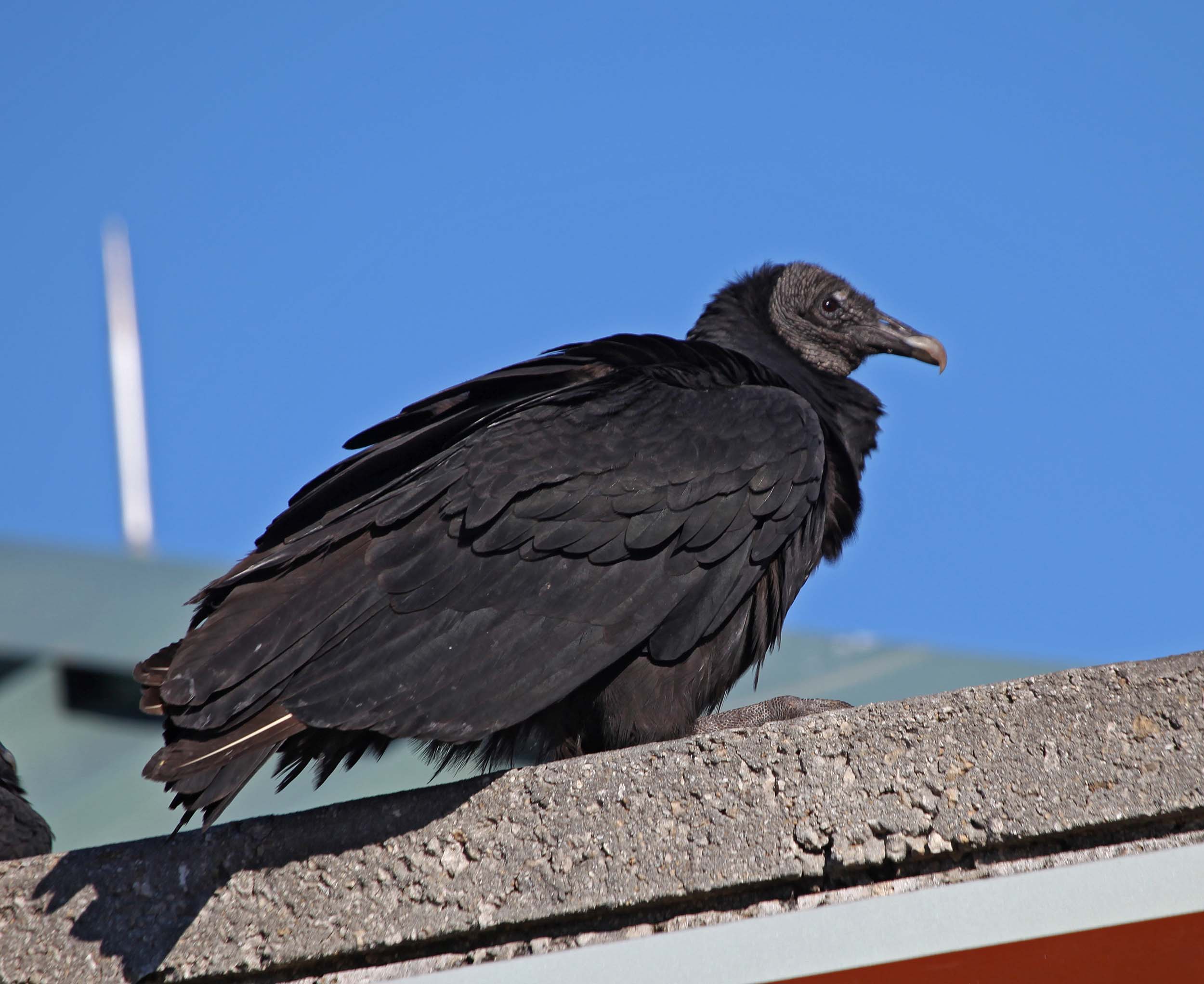 Pictures and information on Black Vulture