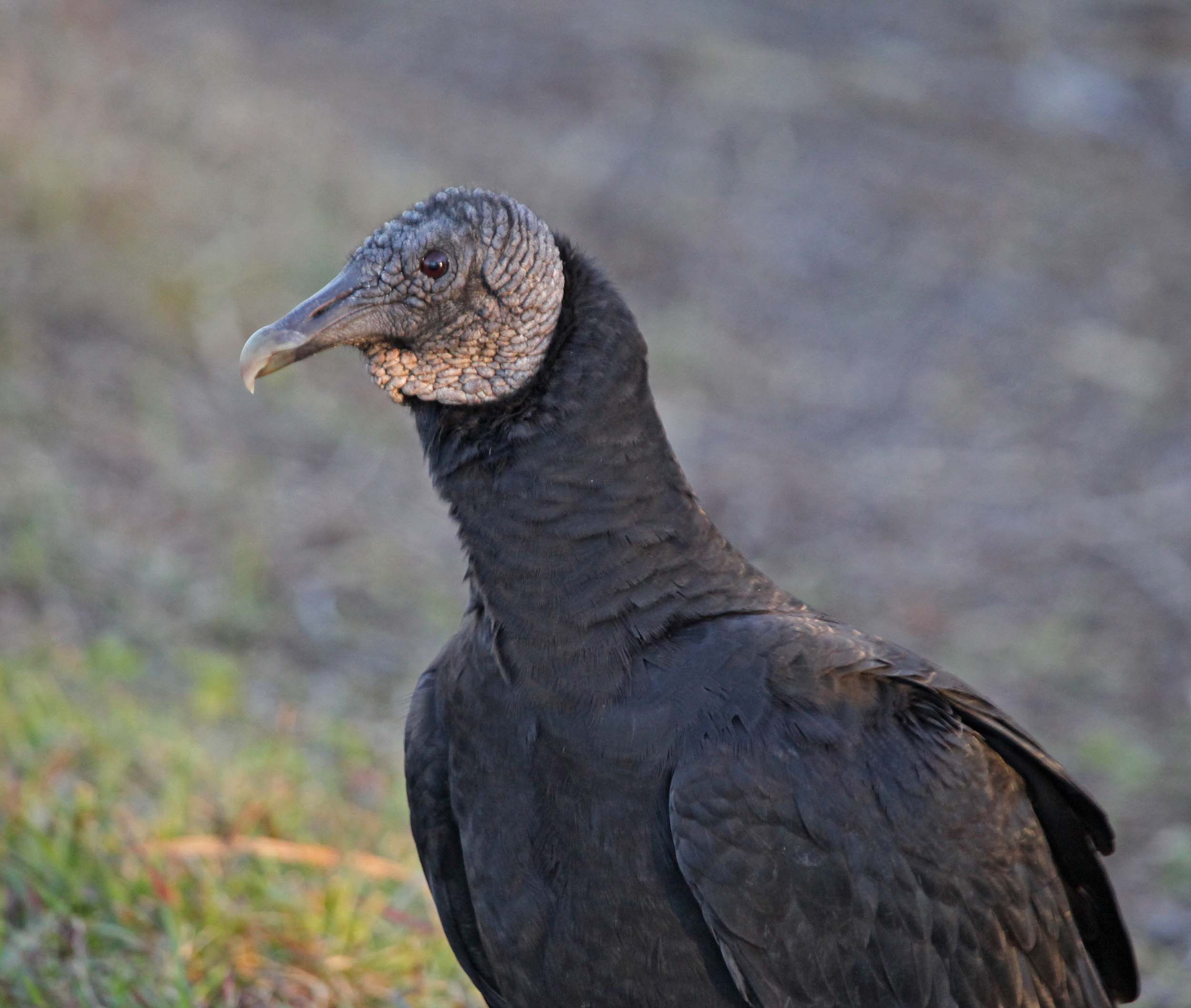 Pictures and information on Black Vulture