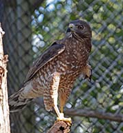 Picture/image of Broad-winged Hawk