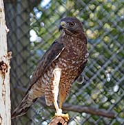 Picture/image of Broad-winged Hawk