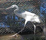 Picture/image of Great Blue Heron