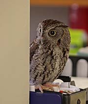Picture/image of Northern Saw-whet Owl