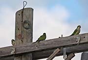 Picture/image of Monk Parakeet