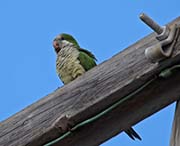 Picture/image of Monk Parakeet