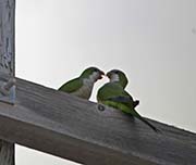 Picture/image of Monk Parakeet