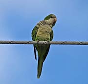 Picture/image of Monk Parakeet