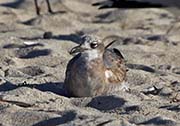 Picture/image of Laughing Gull