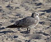 Picture/image of Laughing Gull