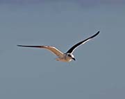 Picture/image of Laughing Gull