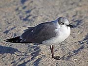 Picture/image of Laughing Gull