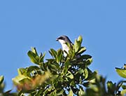 Picture/image of Loggerhead Shrike