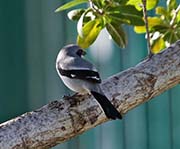Picture/image of Loggerhead Shrike