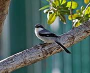 Picture/image of Loggerhead Shrike