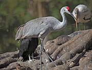 Picture/image of Sandhill Crane