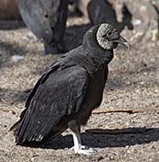 Picture/image of Black Vulture