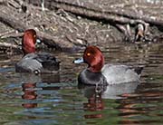 Picture/image of Redhead