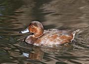 Picture/image of Redhead