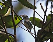 Picture/image of Blue-gray Gnatcatcher