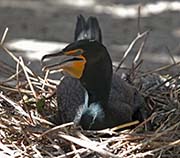 Picture/image of Double-crested Cormorant