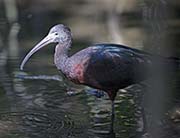Picture/image of Glossy Ibis