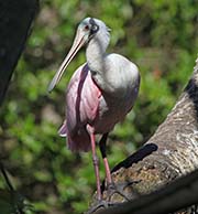 Picture/image of Roseate Spoonbill