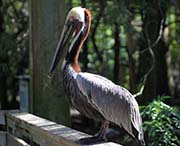 Picture/image of Brown Pelican
