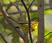 Picture/image of Prairie Warbler